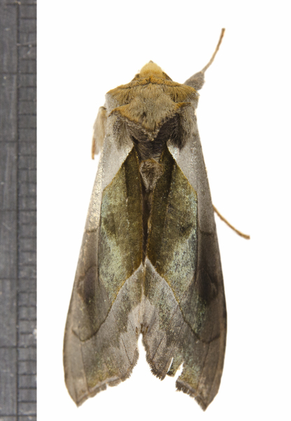 Noctuoidea