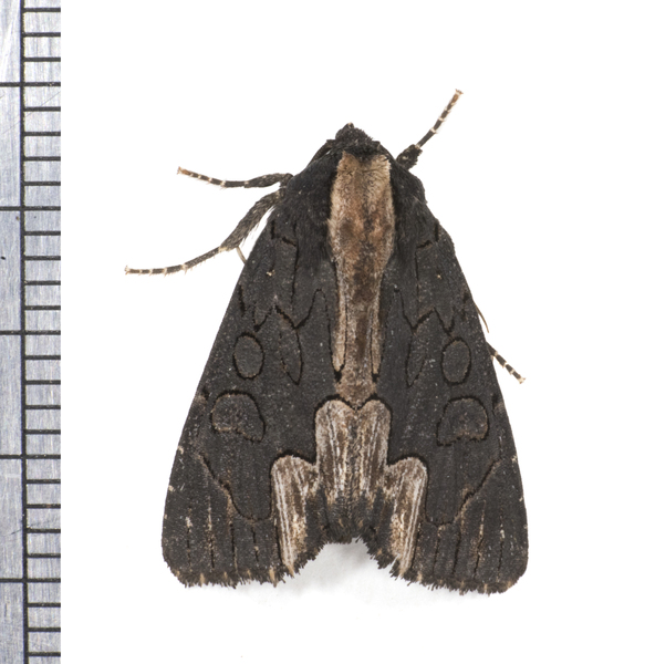 Noctuoidea