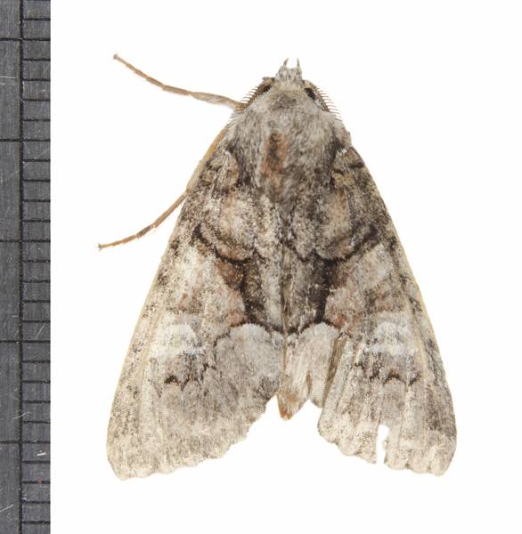 Noctuoidea