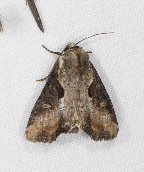 Lateroligia0851
