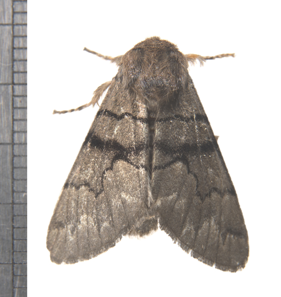 Noctuoidea