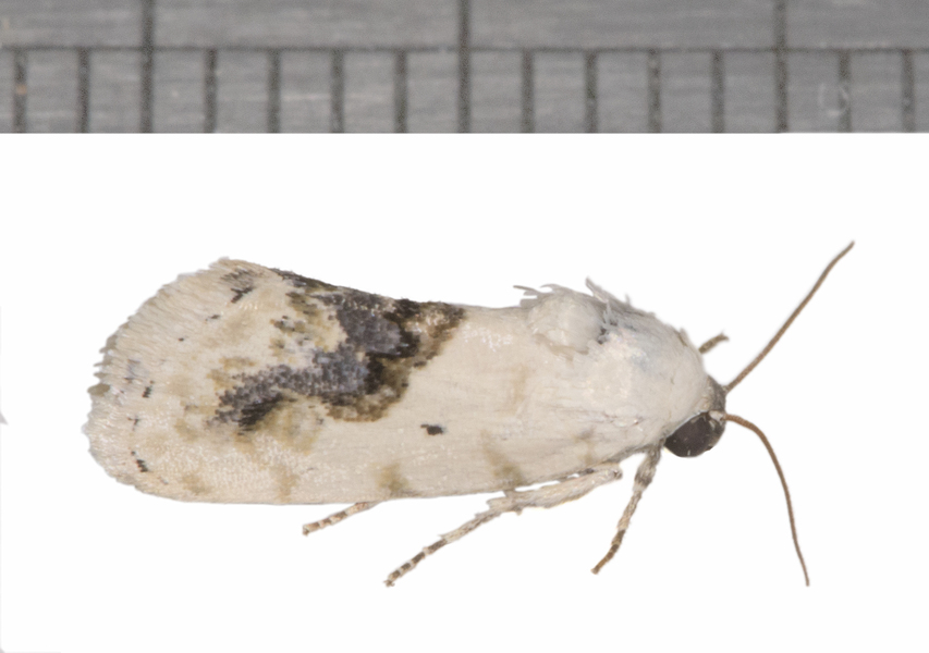 Ponometia8552