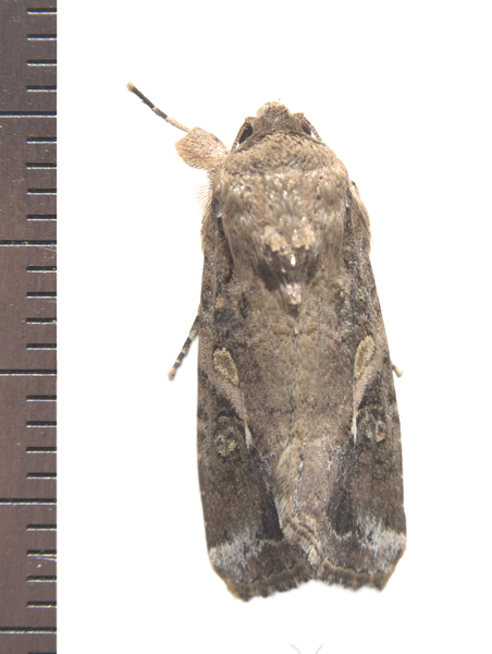 Spodoptera frugiperda