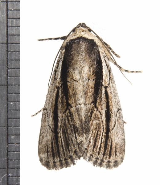 Sympistis4466