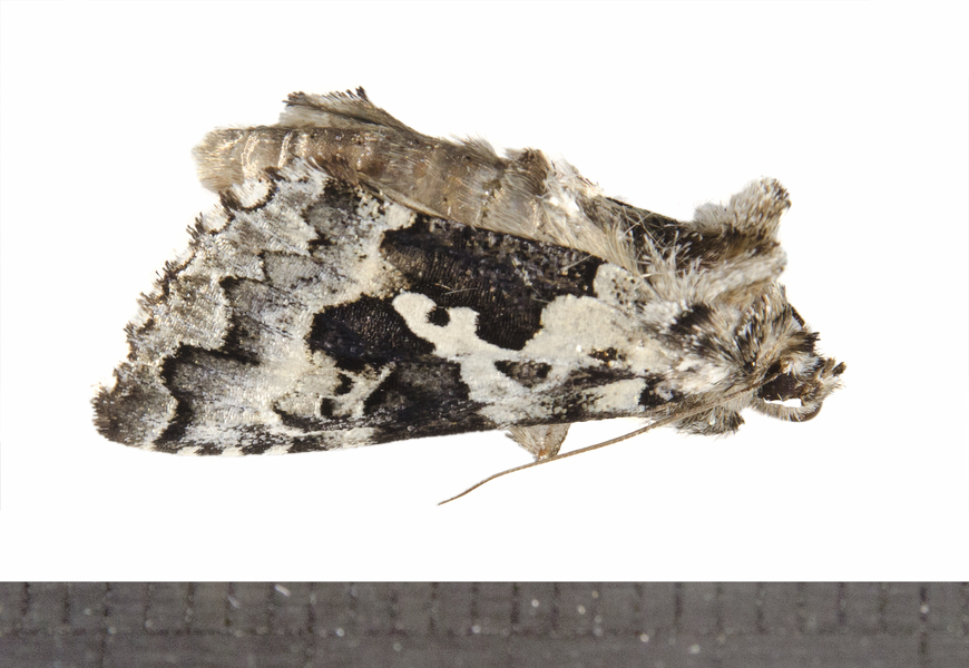 Syngrapha4639