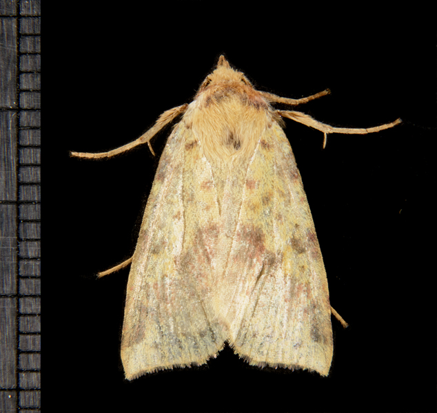Xanthia5535