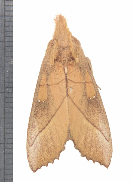 Nadata1095