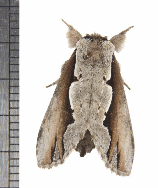 Noctuoidea