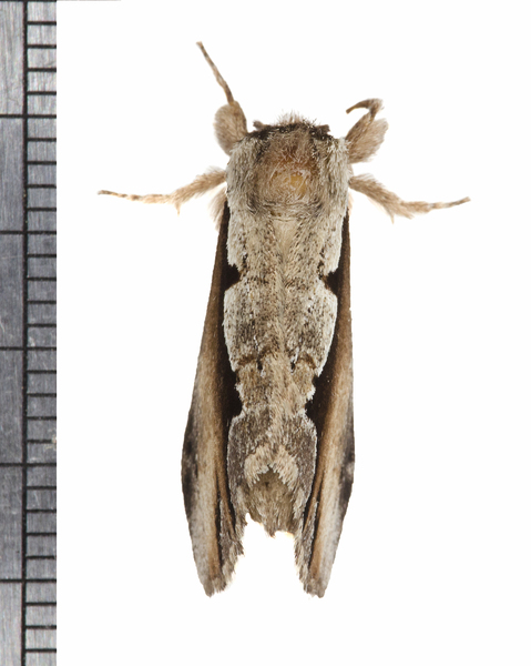 Noctuoidea