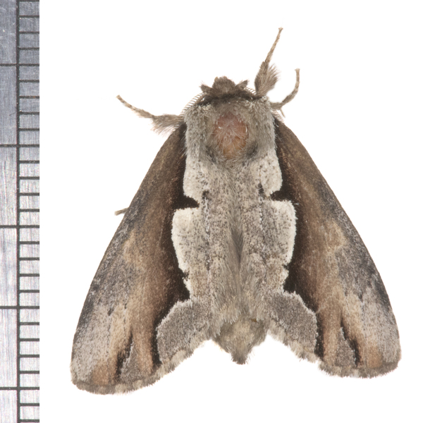 Noctuoidea