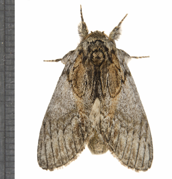 Peridea3907