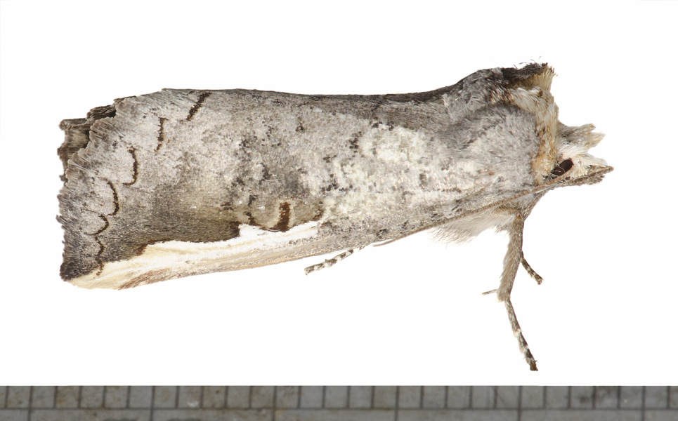 Noctuoidea