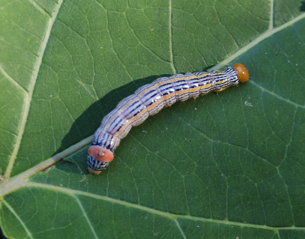 Photo of Symmerista