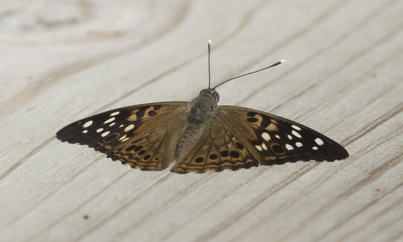 Photo of Asterocampa celtis