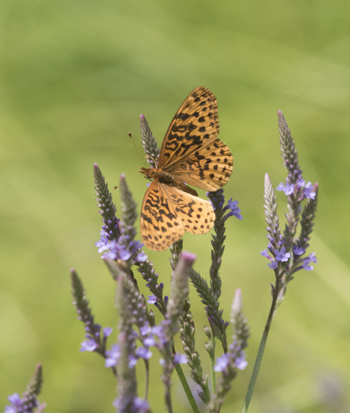 Boloria4437