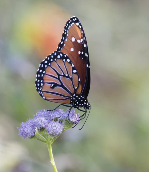 Danaus gilippus