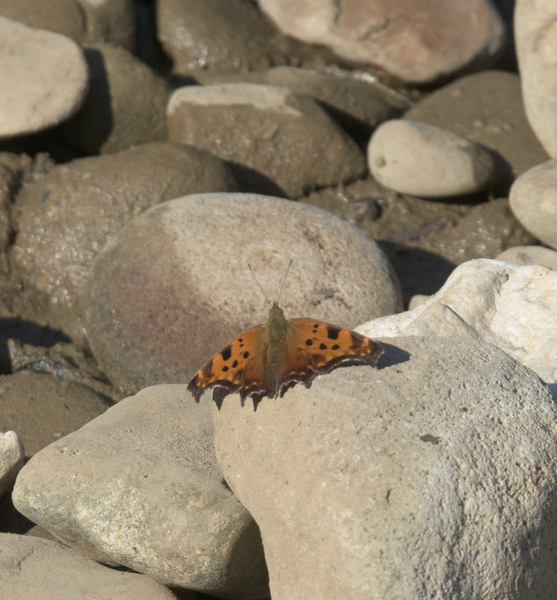 Polygonia3142