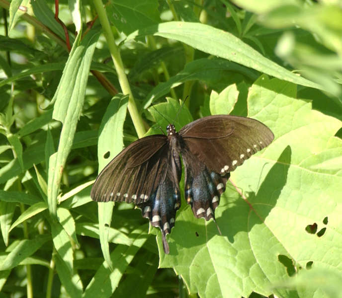 Papilio glaucus