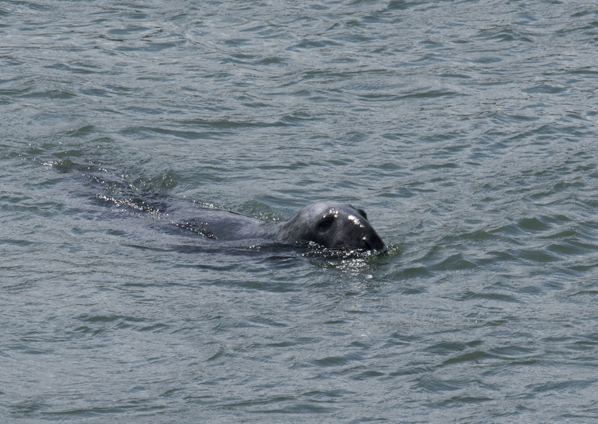 Halichoerus grypus