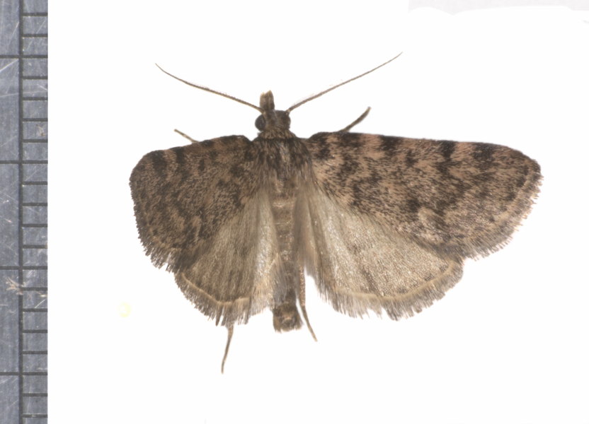Lepidoptera