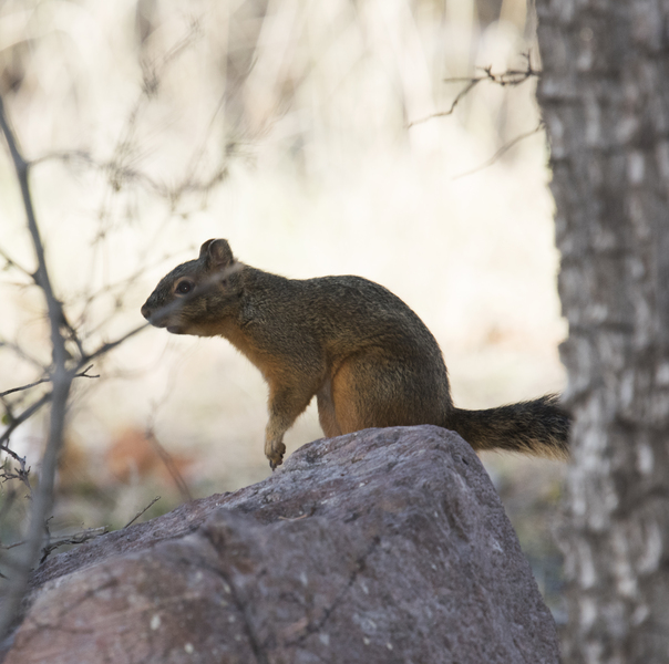 Sciurus nayaritensis