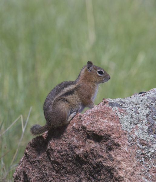 Deuterostomia