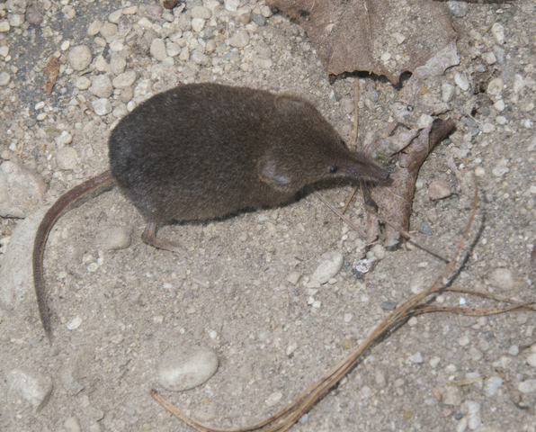 ADW: Sorex cinereus: INFORMATION ADW: Sorex cinereus: INFORMATION