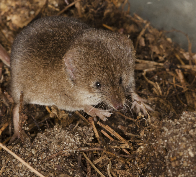 Sorex cinereus