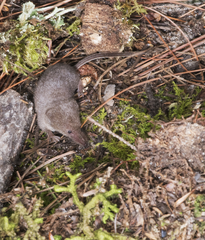 Merriams Shrew