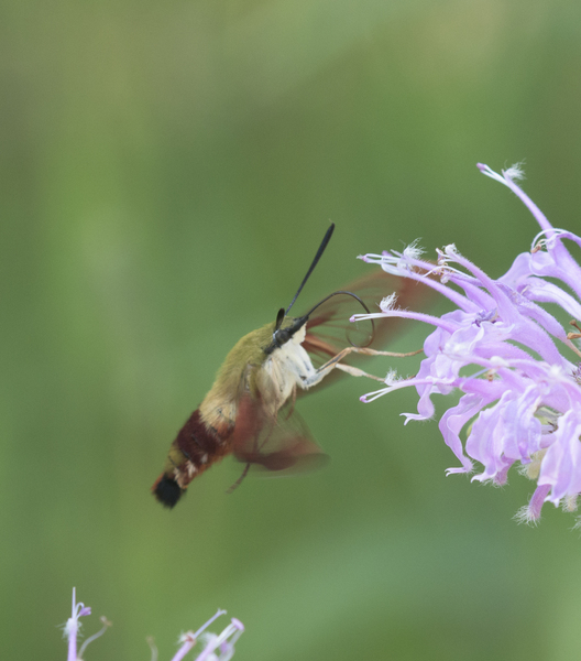 Hemaris thysbe