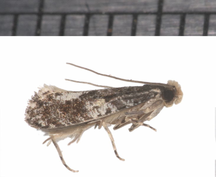 Tineidae