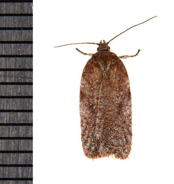 Acleris1273