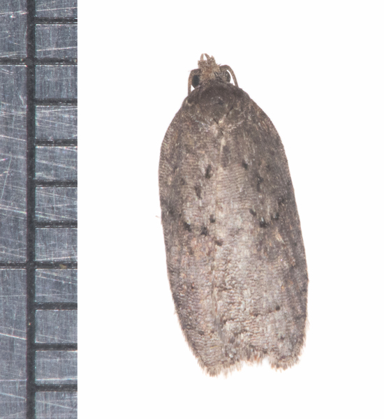 Acleris4097