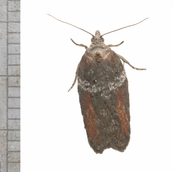 Acleris4979