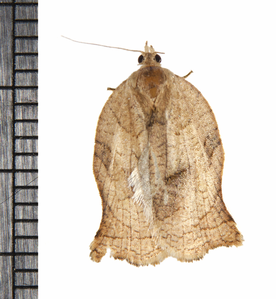 Archips5242