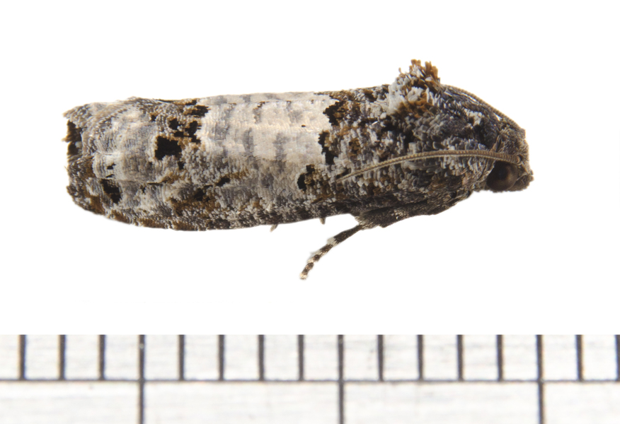 Epiblema0918