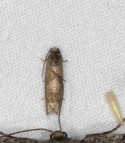 Epiblema_boxana0918
