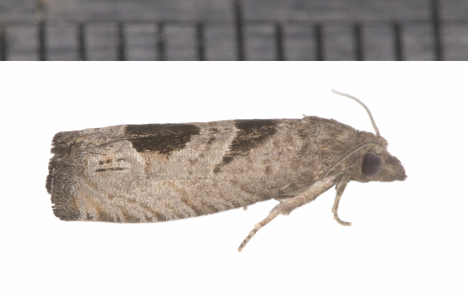 Eucosma1753