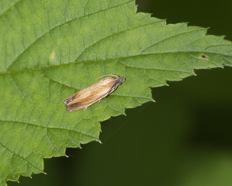 Eucosma_umbrastriana0137