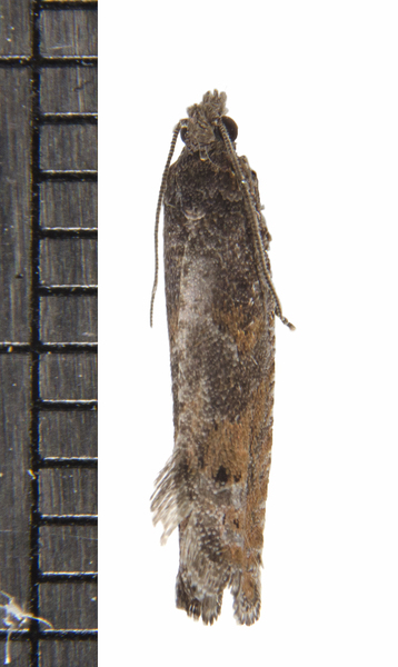 Eucosmini9763