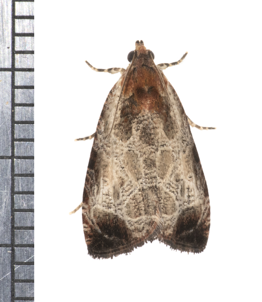 Olethreutes_inornatana1509