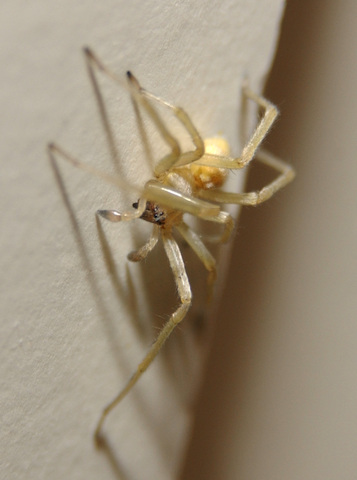 Sac Spider Identification, Habits & Behavior
