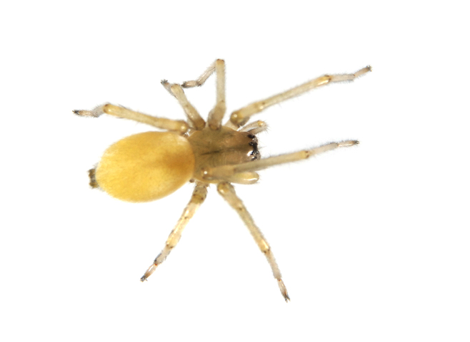 Photo of Clubionidae