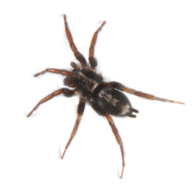 Arachnida