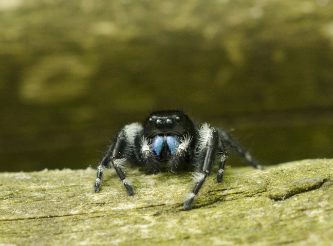 Bold jumping spiders will attack larger prey, leaping four times the length  of their body - Cambridge Day