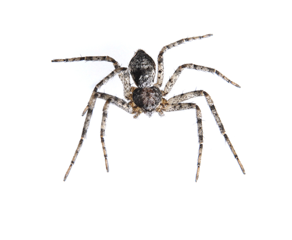 Photo of Philodromidae