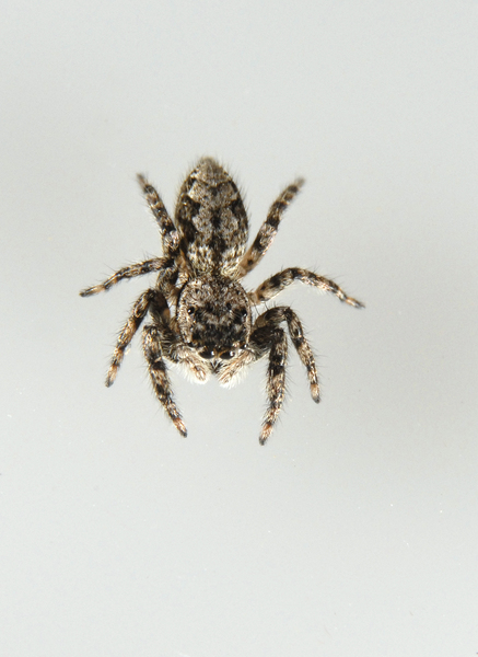 Platycryptus_undatus0026