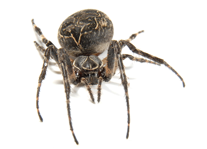 Photo of Araneidae