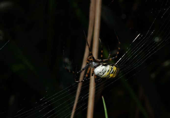 Photo of Argiope trifasciata
