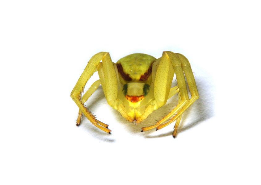 Thomisidae